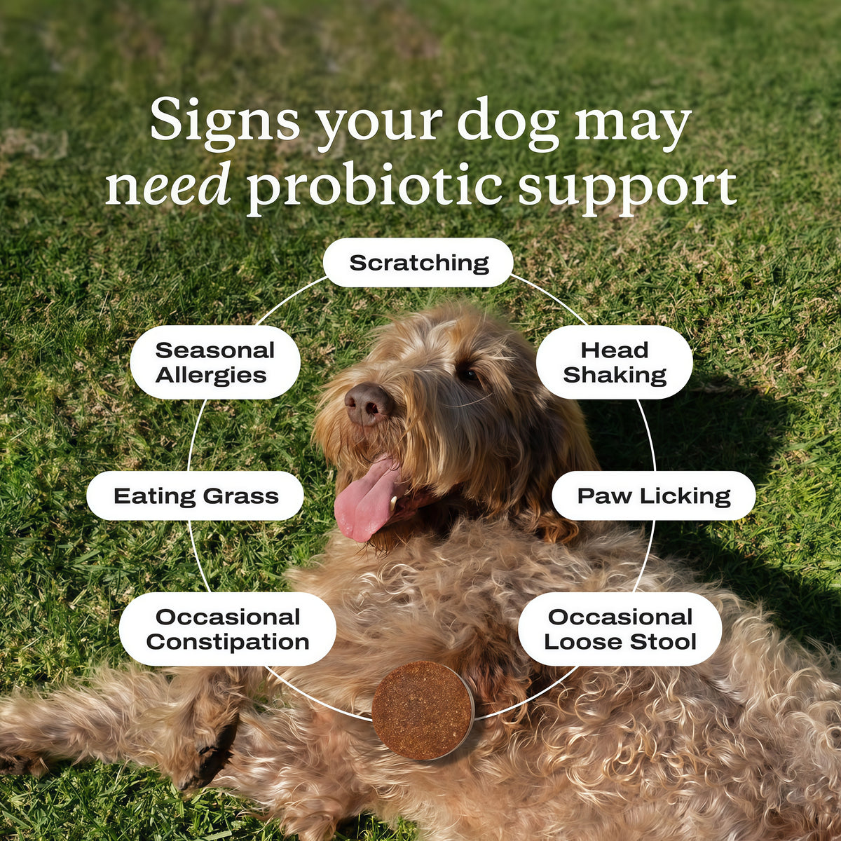 PetLab Co. Probiotic Chews for Dogs, 30 Soft Chews,2-Pack